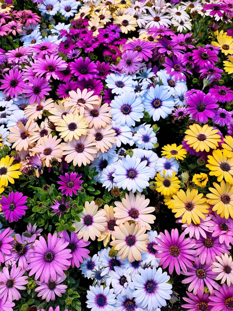 Osteospermum Ecklonis Seeds - 20 Mixed Colors African Cape Daisy Flower Seeds - Image 2