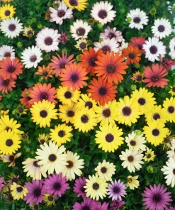 Osteospermum Ecklonis Seeds - 20 Mixed Colors African Cape Daisy Flower Seeds - Image 3