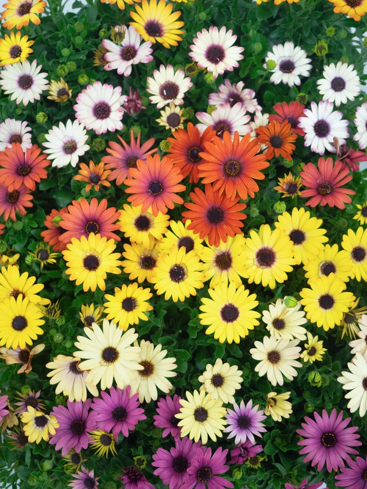 Osteospermum Ecklonis Seeds - 20 Mixed Colors African Cape Daisy Flower Seeds - Image 3