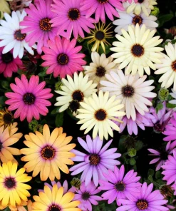 Osteospermum Ecklonis Seeds - 20 Mixed Colors African Cape Daisy Flower Seeds - Image 4