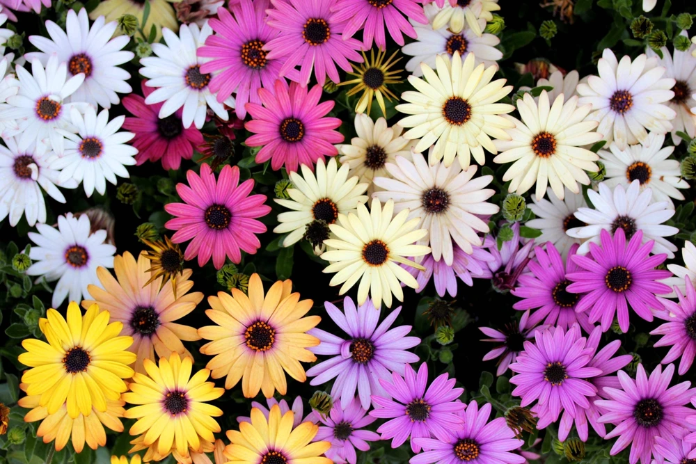 Osteospermum Ecklonis Seeds - 20 Mixed Colors African Cape Daisy Flower Seeds - Image 4