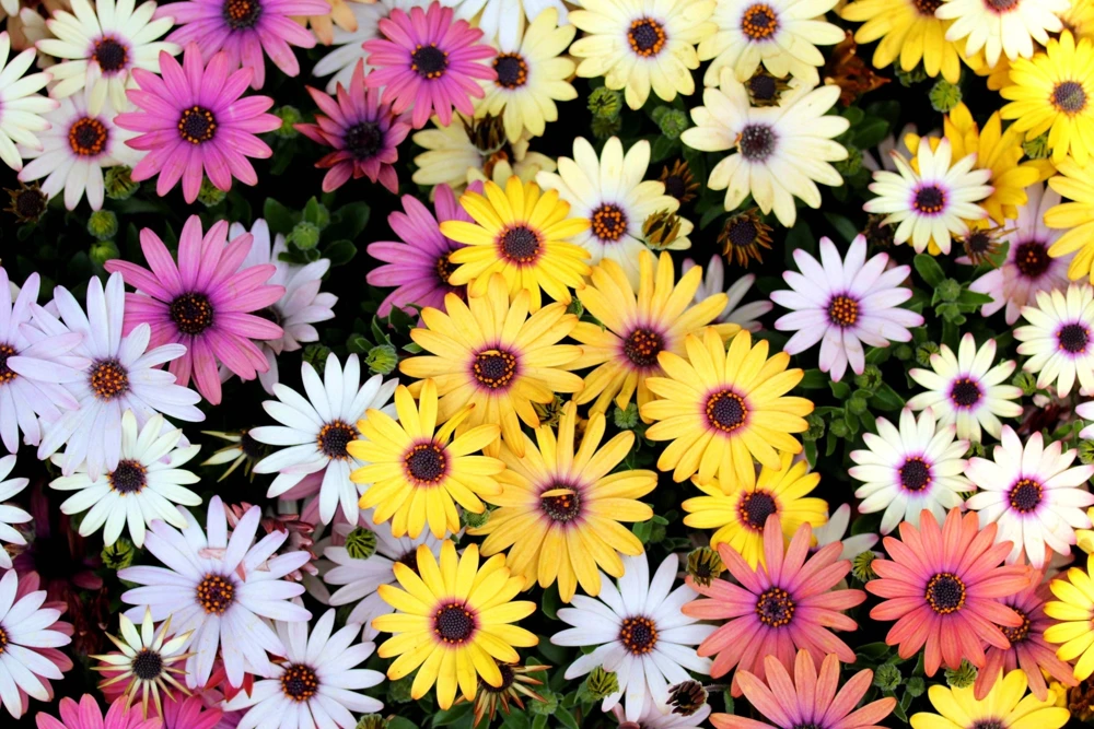 Osteospermum Ecklonis Seeds - 20 Mixed Colors African Cape Daisy Flower Seeds - Image 5