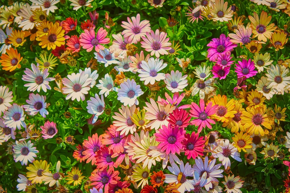 Osteospermum Ecklonis Seeds - 20 Mixed Colors African Cape Daisy Flower Seeds - Image 6