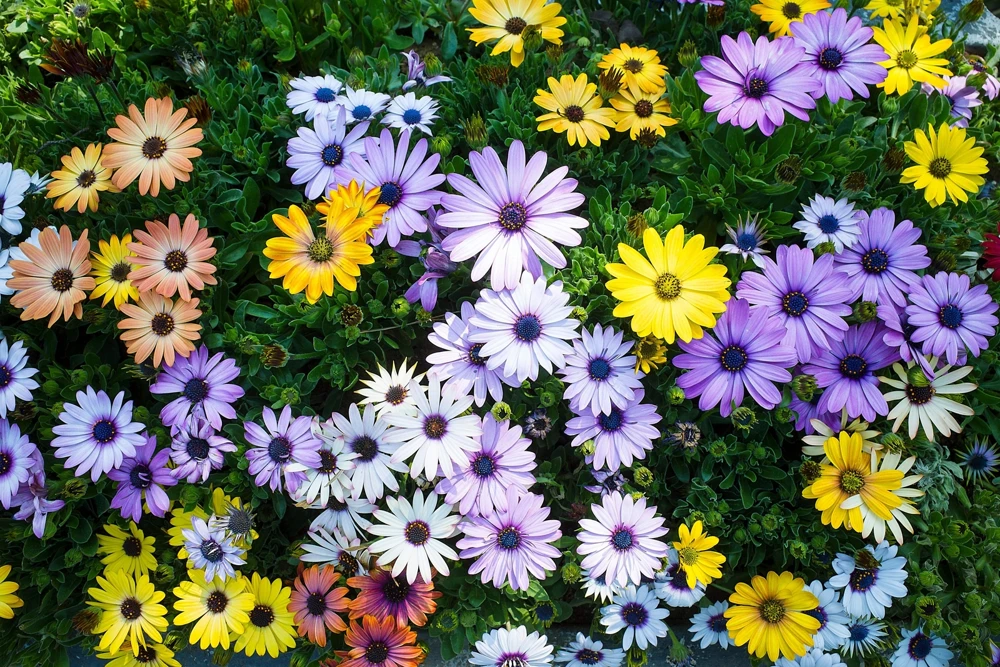 Osteospermum Ecklonis Seeds - 20 Mixed Colors African Cape Daisy Flower Seeds - Image 7