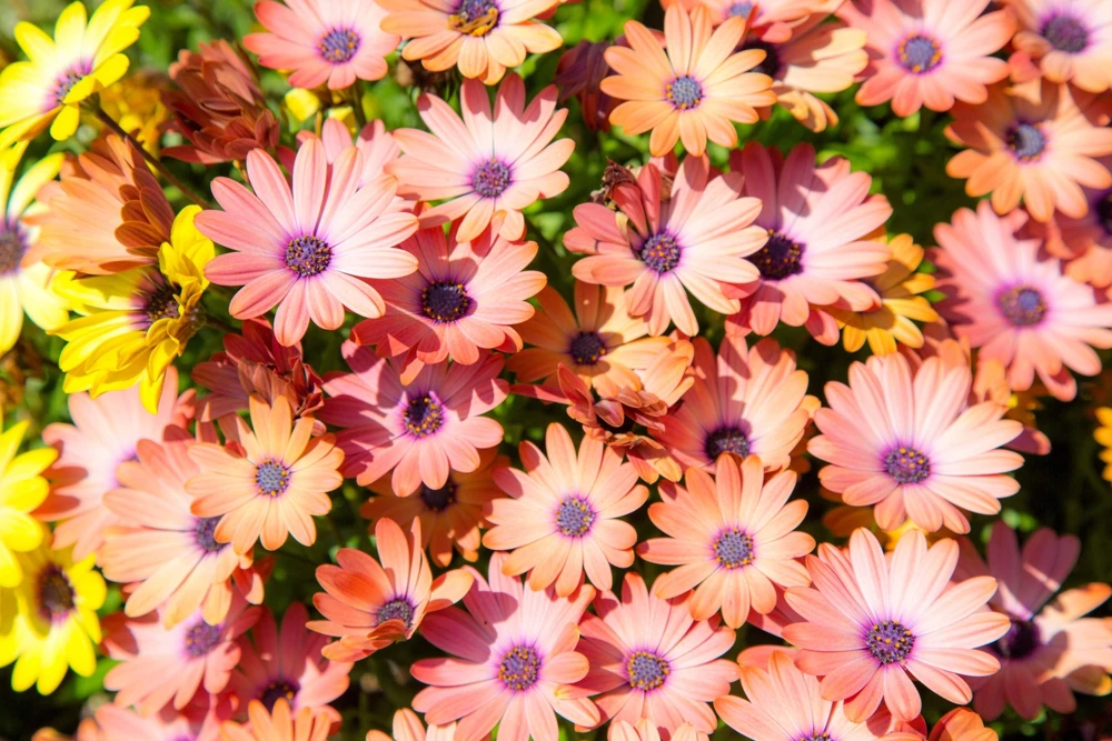 Osteospermum Ecklonis Seeds - 20 Mixed Colors African Cape Daisy Flower Seeds - Image 8