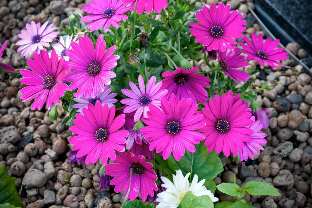 Osteospermum Ecklonis Seeds - 20 Mixed Colors African Cape Daisy Flower Seeds - Image 9