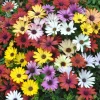 Osteospermum Ecklonis Seeds - 20 Mixed Colors African Cape Daisy Flower Seeds - Image 1