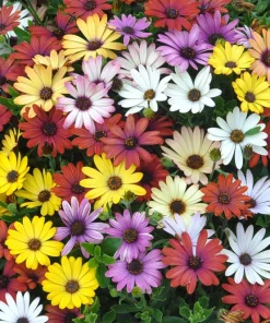 Osteospermum Ecklonis Seeds - 20 Mixed Colors African Cape Daisy Flower Seeds - Image 1