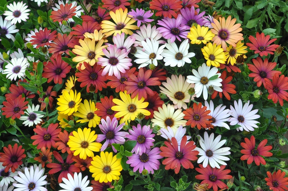 Osteospermum Ecklonis Seeds - 20 Mixed Colors African Cape Daisy Flower Seeds - Image 1