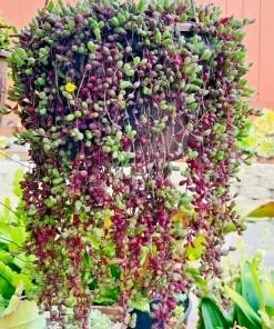 Othonna Capensis Ruby Necklace Succulent Seeds - Hanging Plant, 100+ Seeds, Indoor/Outdoor - Image 2