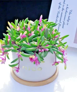 Othonna Capensis Ruby Necklace Succulent Seeds - Hanging Plant, 100+ Seeds, Indoor/Outdoor - Image 3