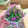 Othonna Capensis Ruby Necklace Succulent Seeds - Hanging Plant, 100+ Seeds, Indoor/Outdoor - Image 1