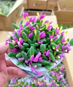 Othonna Capensis Ruby Necklace Succulent Seeds - Hanging Plant, 100+ Seeds, Indoor/Outdoor - Image 1