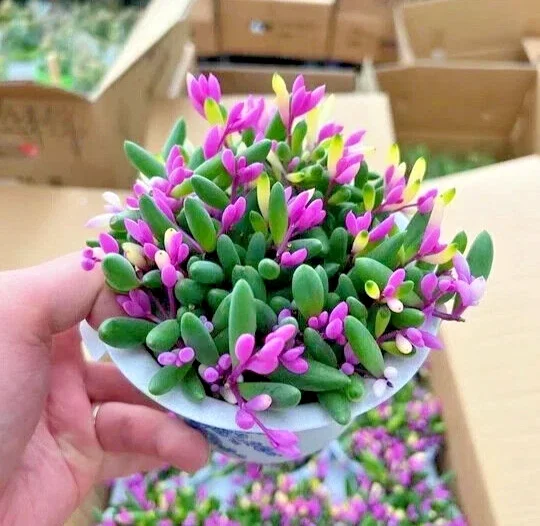 Othonna Capensis Ruby Necklace Succulent Seeds - Hanging Plant, 100+ Seeds, Indoor/Outdoor - Image 1