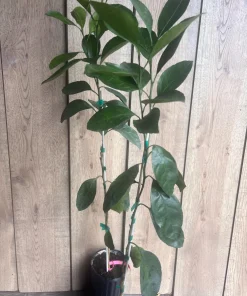 Owari Tangerine Tree in half Gallon Pot, Grafted, Cold Hardy, Florida Shipping Only - Image 2