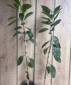 Owari Tangerine Tree in half Gallon Pot, Grafted, Cold Hardy, Florida Shipping Only - Image 3