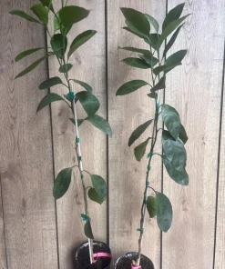 Owari Tangerine Tree in half Gallon Pot, Grafted, Cold Hardy, Florida Shipping Only - Image 4