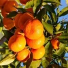 Owari Tangerine Tree in half Gallon Pot, Grafted, Cold Hardy, Florida Shipping Only - Image 1