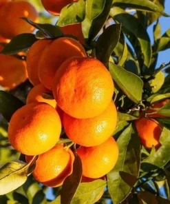 Owari Tangerine Tree in half Gallon Pot, Grafted, Cold Hardy, Florida Shipping Only - Image 1