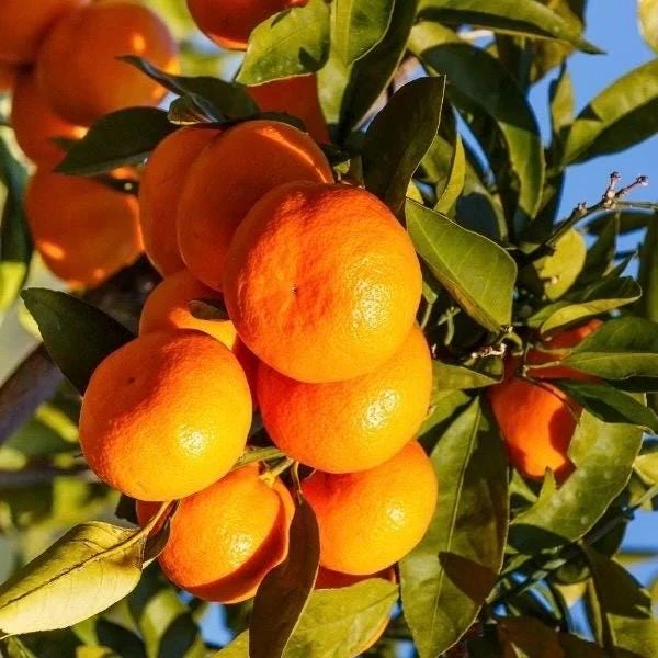 Owari Tangerine Tree in half Gallon Pot, Grafted, Cold Hardy, Florida Shipping Only - Image 1