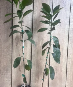 Owari Tangerine Tree in half Gallon Pot, Grafted, Cold Hardy, Florida Shipping Only - Image 5