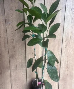 Owari Tangerine Tree in half Gallon Pot, Grafted, Cold Hardy, Florida Shipping Only - Image 6