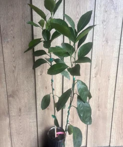 Owari Tangerine Tree in half Gallon Pot, Grafted, Cold Hardy, Florida Shipping Only - Image 7
