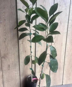 Owari Tangerine Tree in half Gallon Pot, Grafted, Cold Hardy, Florida Shipping Only - Image 8