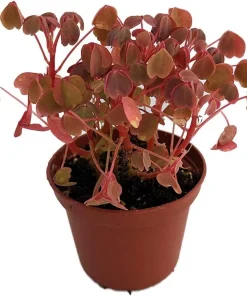 Oxalis Coppertones Shamrock Plant - Live Houseplant, Bronze Foliage, 2.5" Pot - Image 2