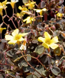 Oxalis Coppertones Shamrock Plant - Live Houseplant, Bronze Foliage, 2.5