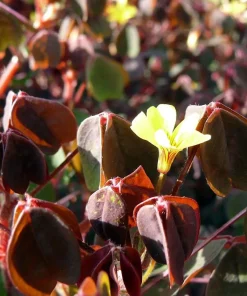 Oxalis Coppertones Shamrock Plant - Live Houseplant, Bronze Foliage, 2.5