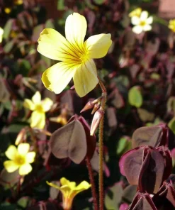 Oxalis Coppertones Shamrock Plant - Live Houseplant, Bronze Foliage, 2.5