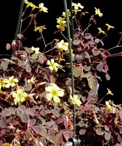 Oxalis Coppertones Shamrock Plant - Live Houseplant, Bronze Foliage, 2.5