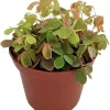 Oxalis Coppertones Shamrock Plant - Live Houseplant, Bronze Foliage, 2.5" Pot - Image 1