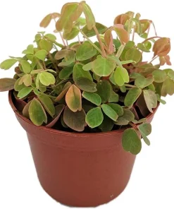 Oxalis Coppertones Shamrock Plant - Live Houseplant, Bronze Foliage, 2.5