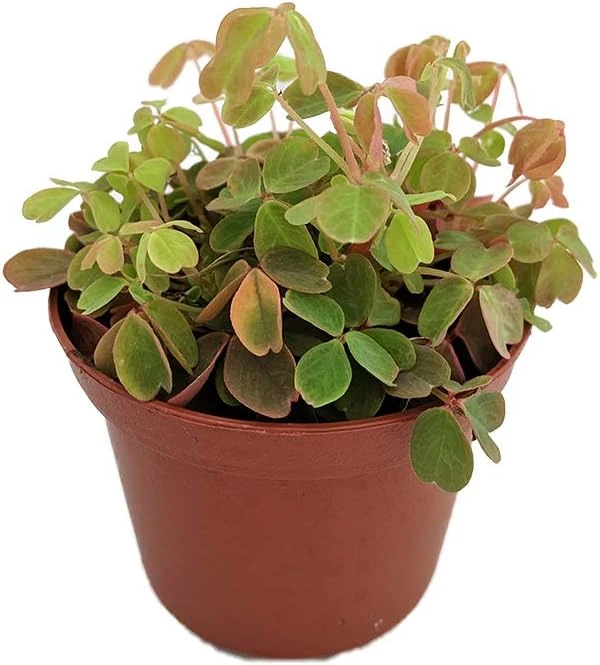 Oxalis Coppertones Shamrock Plant - Live Houseplant, Bronze Foliage, 2.5" Pot - Image 1