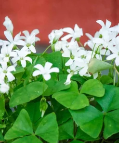 Oxalis Shamrock Live Plant - Small Edible Ground Cover for Deep Shade - Image 2