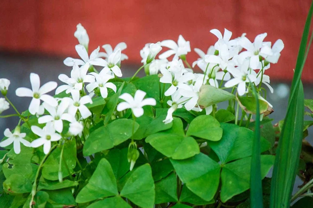 Oxalis Shamrock Live Plant - Small Edible Ground Cover for Deep Shade - Image 2