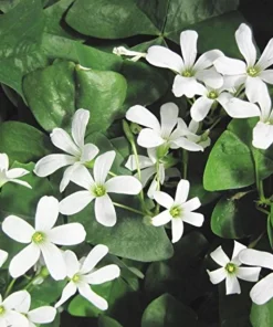 Oxalis Shamrock Live Plant - Small Edible Ground Cover for Deep Shade - Image 3