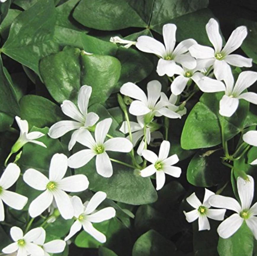 Oxalis Shamrock Live Plant - Small Edible Ground Cover for Deep Shade - Image 3