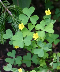 Oxalis Shamrock Live Plant - Small Edible Ground Cover for Deep Shade - Image 4
