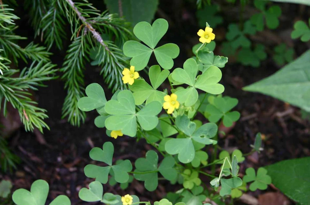 Oxalis Shamrock Live Plant - Small Edible Ground Cover for Deep Shade - Image 4