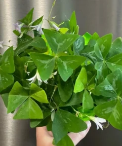 Oxalis Shamrock Live Plant - Small Edible Ground Cover for Deep Shade - Image 5