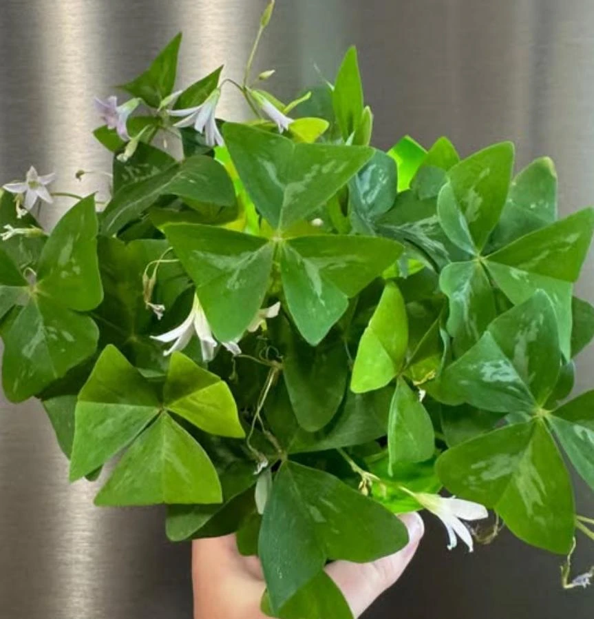 Oxalis Shamrock Live Plant - Small Edible Ground Cover for Deep Shade - Image 5