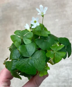 Oxalis Shamrock Live Plant - Small Edible Ground Cover for Deep Shade - Image 6