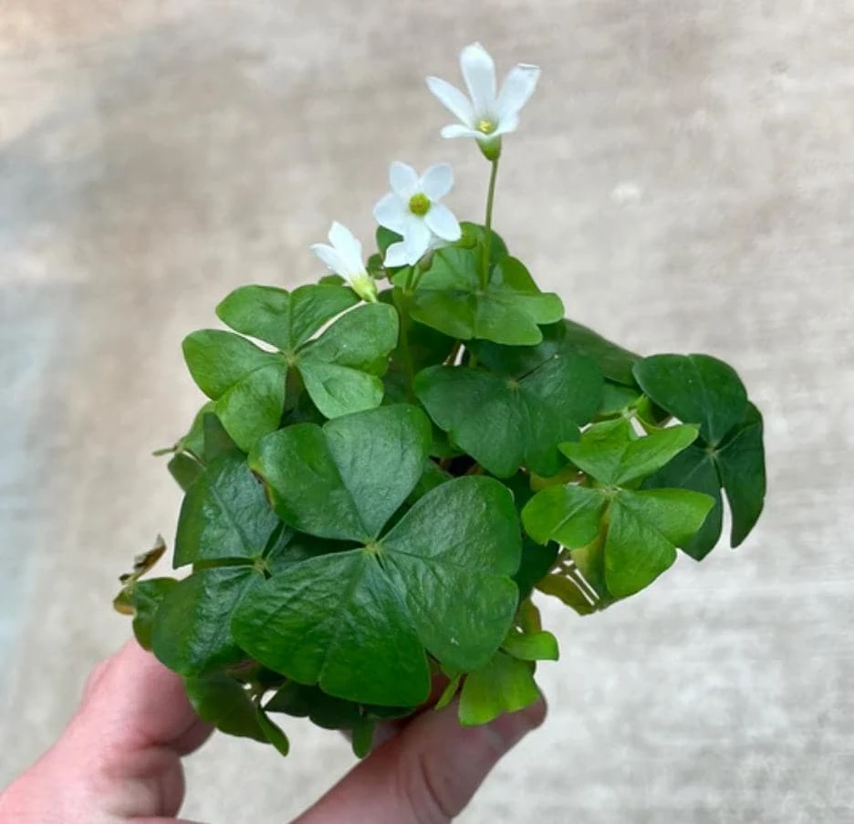Oxalis Shamrock Live Plant - Small Edible Ground Cover for Deep Shade - Image 6