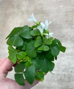 Oxalis Shamrock Live Plant - Small Edible Ground Cover for Deep Shade - Image 7