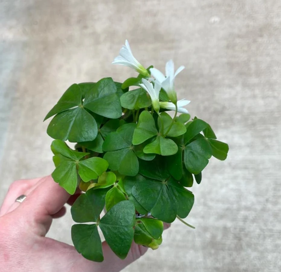 Oxalis Shamrock Live Plant - Small Edible Ground Cover for Deep Shade - Image 7