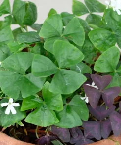 Oxalis Shamrock Live Plant - Small Edible Ground Cover for Deep Shade - Image 8