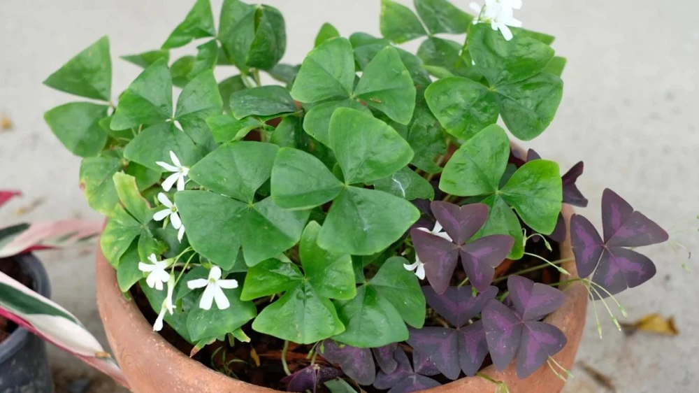 Oxalis Shamrock Live Plant - Small Edible Ground Cover for Deep Shade - Image 8